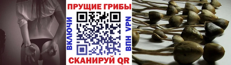 купить наркоту  Малгобек  Псилоцибиновые грибы Magic Shrooms 
